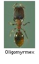 Oligomyrmex