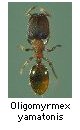 Oligomyrmex yamatonis