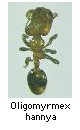 Oligomyrmex hannya