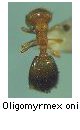 Oligomyrmex oni