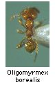 Oligomyrmex borealis