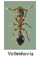 Vollenhovia