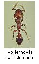Vollenhovia sakishimana
