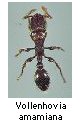 Vollenhovia amamiana