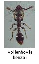 Vollenhovia benzai