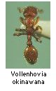 Vollenhovia okinawana