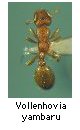 Vollenhovia yambaru