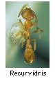Recurvidris