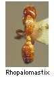 Rhopalomastix
