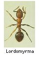 Lordomyrma