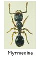 Myrmecina