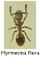 Myrmecina flava