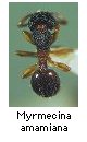Myrmecina amamiana