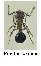 Pristomyrmex