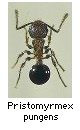 Pristomyrmex pungens