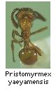 Pristomyrmex yaeyamensis
