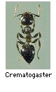 Crematogaster