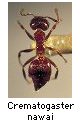 Crematogaster nawai