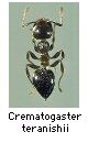 Crematogaster teranishii
