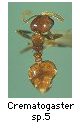 Crematogaster sp.5