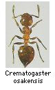 Crematogaster osakensis