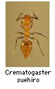 Crematogaster suehiro