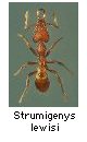 Strumigenys lewisi