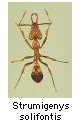 Strumigenys solifontis