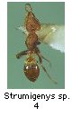 Strumigenys sp.4