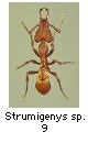 Strumigenys sp.9 