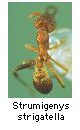 Strumigenys strigatella