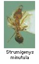 Strumigenys minutula