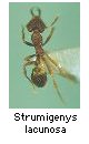 Strumigenys lacunosa