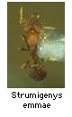 Strumigenys emmae