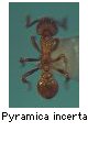 Pyramica incerta