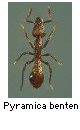 Pyramica benten