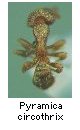 Pyramica circothrix