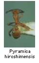 Pyramica hiroshimensis