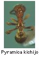 Pyramica kichijo