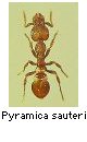 Pyramica sauteri