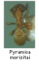 Pyramica morisitai