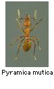 Pyramica mutica