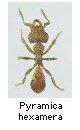 Pyramica hexamera