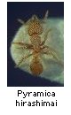 Pyramica hirashimai