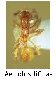 Aenictus lifuiae
