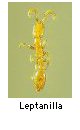 Leptanilla