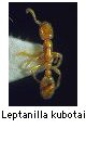 Leptanilla kubotai