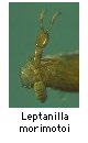 Leptanilla morimotoi