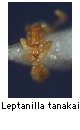 Leptanilla tanakai