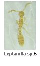 Leptanilla sp.6